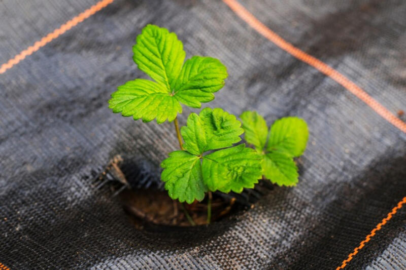 AGROTKANINA CZARNA GRUBA 70g AGROWŁÓKNINA NA CHWASTY 1,1x50m UV3% 50x KOTWY