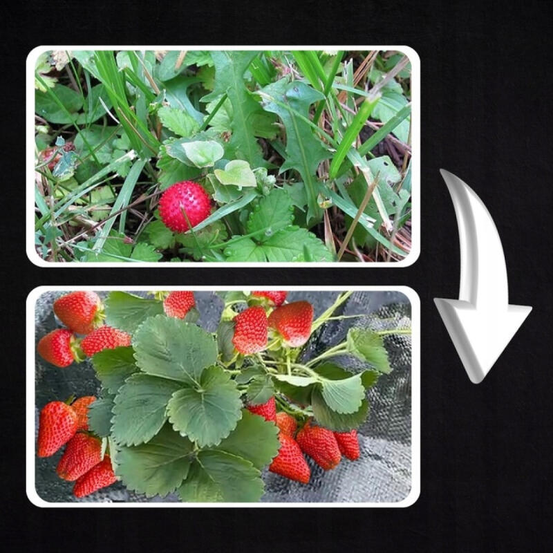 AGROTKANINA CZARNA GRUBA 90g AGROWŁÓKNINA NA CHWASTY 1,1x50m UV3% 50x KOTWY