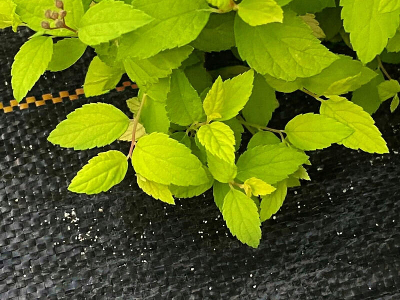 AGROTKANINA CZARNA GRUBA 90g AGROWŁÓKNINA NA CHWASTY 1,6x50m UV3% 50x KOTWY