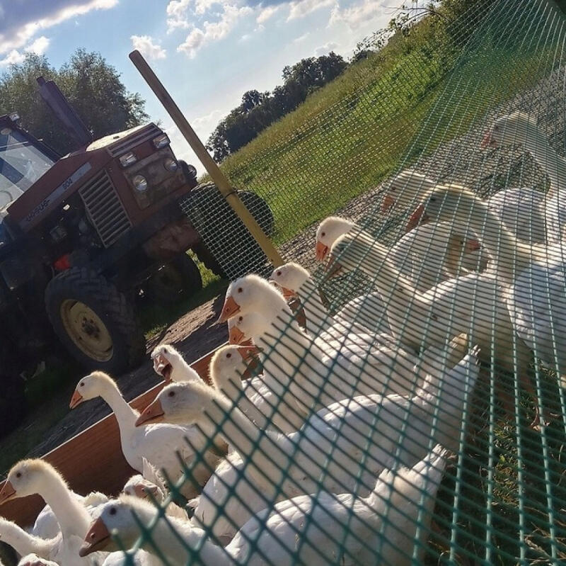 Siatka Ogrodzeniowa Plastikowa PCV 0,4x50m Zielona Rabatowa Ogrodowa 40cm