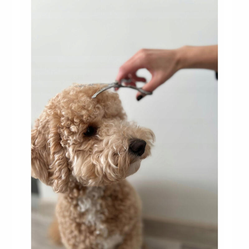 Nożyczki Do Strzyżenia Psów Zestaw Zakrzywione Grzebień Profesjonalne Etui